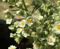 20 Desert Sweet Fern Bush Seeds (C. millefolium) | Native Hedge Shrub, Drought Tolerant, Low Maintenance, Perfect for Landscaping