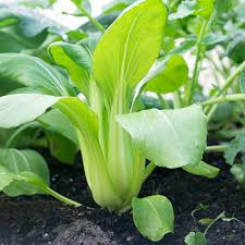 350 Pak Choi Bok Choi Taisai Seeds - Brassica rapa | Heirloom Asian Green for Planting, Gardening & Fresh Culinary Use