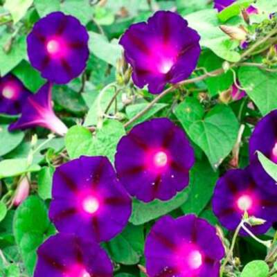 25 Seeds Morning Glory ‘Knowlian’s Black’ – Ipomoea purpurea – Rare Deep Purple-Black Vine – Non-GMO, Hummingbird Favorite