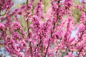 10 Seeds Cercis chinensis (Chinese Redbud) Tree for Planting | Ornamental Flowering Tree with Stunning Pink Blossoms