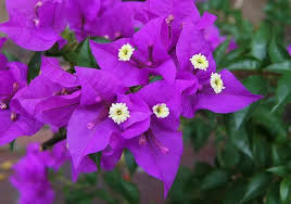 1 Well Rooted Violet Live Bougainvillea Starter/Plug Plant - Easy to Grow