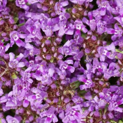 1,000 Creeping Thyme Seeds | Dwarf 6" Variety | Beautiful Blooms, Non-GMO, USA