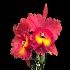 Cattleya Rlc Magician Red | Live Orchid Plant | Stunning Red Blooms | Tropical Seedling in 2B23 Pot | Indoor & Outdoor Beauty