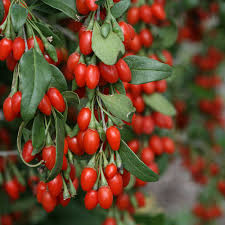10 Goji Berry Fresh Unrooted Cuttings 7.5" Long - Lycium Barbarum - Superfood Plant for Propagation, Health & Home Garden