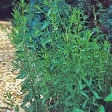 Russian Tarragon Seeds | Heirloom Herb | Licorice-Like Flavor | Non-GMO |  | Zones 3-9