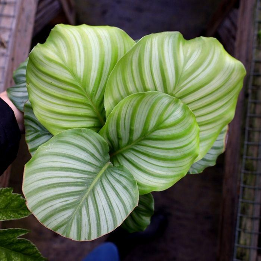 Calathea Orbifolia Seedling – 4-8” Tropical Starter Plant, Ornamental Indoor Houseplant with Striking Silvery-Green Foliage