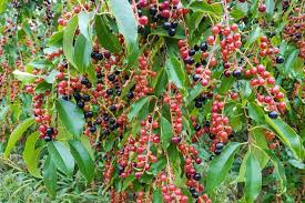 5 Black Cherry Tree Seeds (Prunus serotina) – Hardy Zones 3-9, Fast-Growing, Fall Color