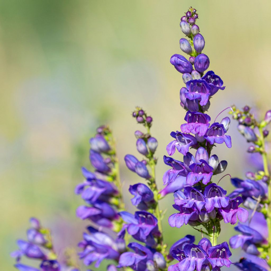 100mg Penstemon Cyaneus Seeds, Blue Penstemon, Drought-Tolerant Native Wildflower