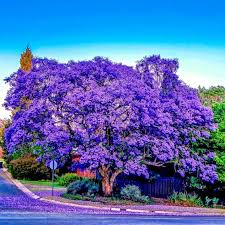 20 Jacaranda Fern Tree Seeds (Jacaranda mimosifolia) – Blue Flowers, Fast-Growing, 50ft Mature Height
