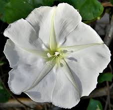 25 Seeds MOONFLOWER WHITE, Night Flowering Vine, Ipomoea alba, Moths Pollinate, Fragrant, Non-GMO, Beautiful Evening Blooms