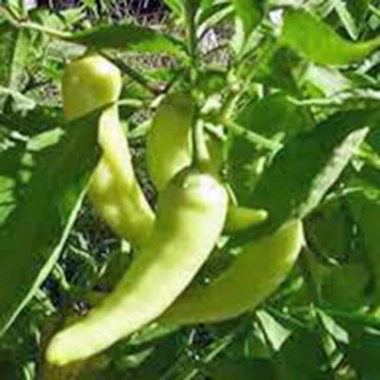 25 Sweet Banana Pepper Seeds – Capsicum annuum – Heirloom, Mild & Sweet, High-Yielding, Non-GMO
