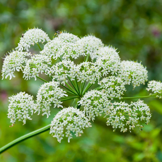75 Seeds Heracleum Maximum | Cow Parsnip for Planting | Native Wildflower | Tall White Blooms | Pollinator-Friendly Perennial for Gardens