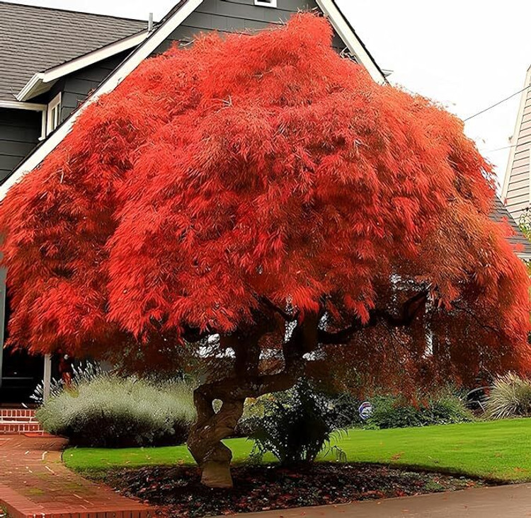 10 Seeds Acer Grosseri (Grosser Maple) for Planting - Unique Hardy Tree, Perfect for Bonsai, Gardens & Landscaping - Rare, Exotic Tree Seeds