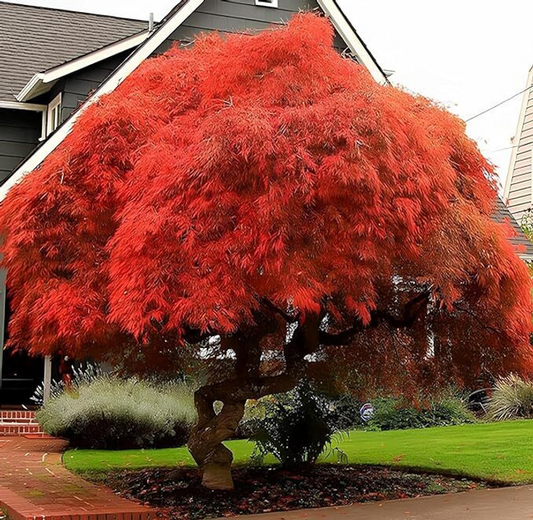 10 Seeds Acer Grosseri (Grosser Maple) for Planting - Unique Hardy Tree, Perfect for Bonsai, Gardens & Landscaping - Rare, Exotic Tree Seeds