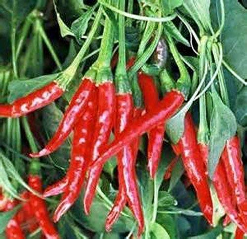 Thai Hot Pepper Seeds | Heirloom, Non-GMO | 50,000-100,000 Scoville| USDA Zones 3-10 |