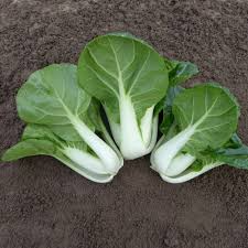180 Seeds Dwarf Pak Choi - Baby Bok Choy for Planting (Brassica rapa) - Fast-Growing, Tender, Nutritious Asian Greens for Home Gardens