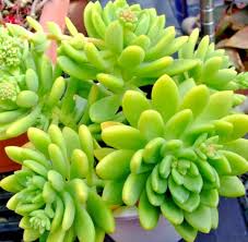 5 Live Plant Cuttings Sedum ‘Alice Evans’ Succulent | Stonecrop Variety | Compact Growth & Creamy Green Foliage