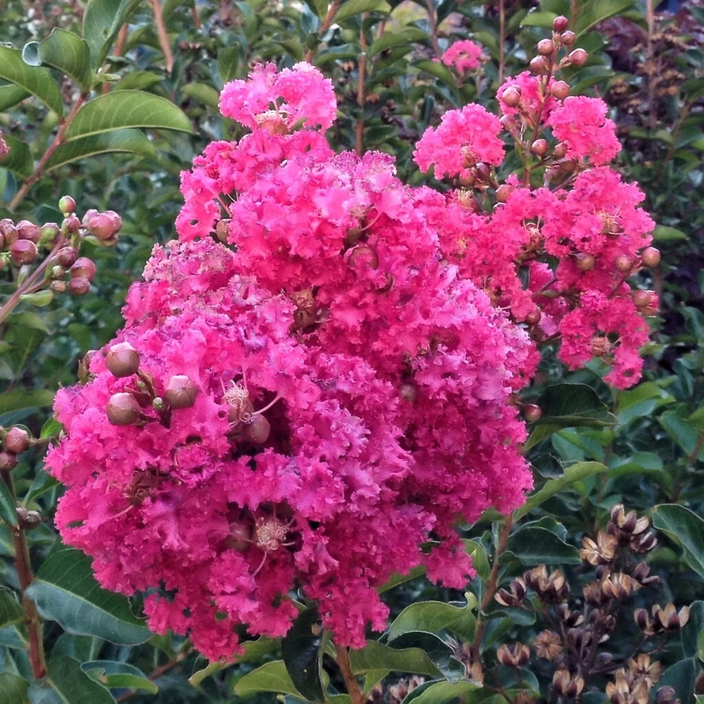 7 Lagerstroemia Indica Dark Pink Crepe Myrtle Live Flower Plant Tree Unrooted Cuttings (6") - Stunning Flowering Tree