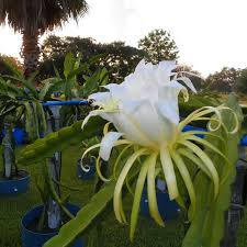 4 Rooted Cosmic Charlie Dragon Fruit Cuttings (Hylocereus Undatus) | 4-8 Inches Long, Ready to Plant | Unique Variegated Dragon Fruit