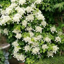 50 Climbing Hydrangea Seeds (Hydrangea anomala), Vining Flower Bush, Creeping Hedge Shrub, Hardy Evergreen for Garden, Fences, & Landscaping
