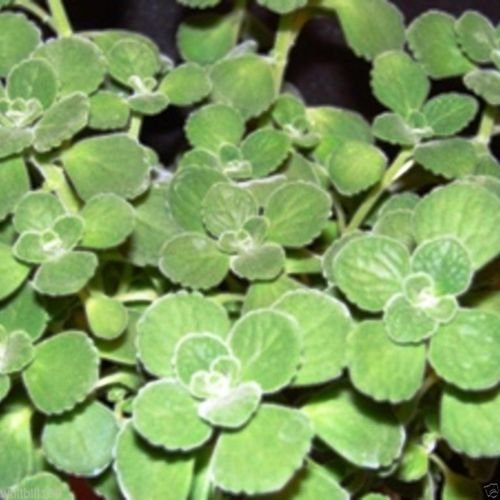 10 Unrooted Cuttings Broadleaf Thyme Spanish Oregano (Coleus amboinicus) 4-8" – Aromatic Herb, Oregano Substitute Plant, Easy Grow Starter