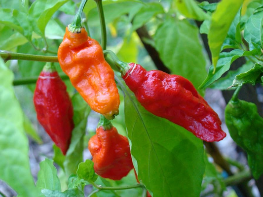 10 Seeds Ghost Pepper, Bhut Jolokia, Fiery Hot Chili Pepper for Spicy Gardens