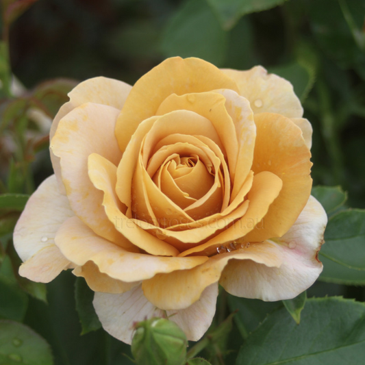 Super Rare Honey Dijon Rose | 3 Fresh Cuttings | for Rooting or Grafting | Unique Warm Tones | Fragrant Blooms