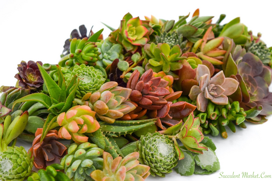 15 Assorted Succulent Unrooted Cuttings 1-2" - 50+ Varieties, Ideal for Propagation, Easy Care, Cactus & Succulent Plant Collection