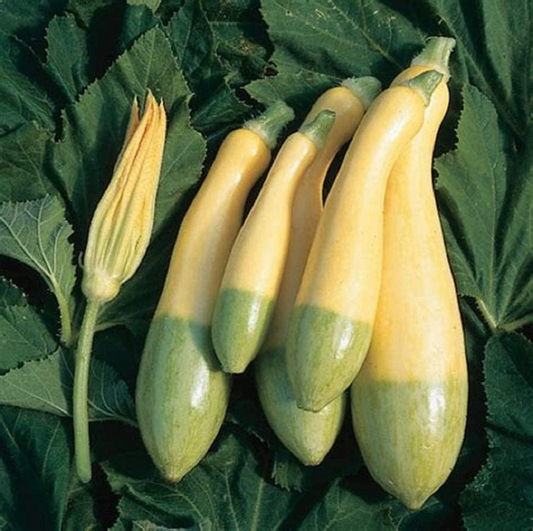 Zephyr Squash Seeds - 25+ Seeds - USA Grown - High Germination Rate - Easy to Grow - Summer Squash -  - Garden or Container