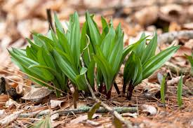 10 Seeds Wild Leek / Ramp Allium tricoccum – Heirloom, Non-GMO, Hardy, Edible Wild Plant, Perfect for Garden, Woodland, and Culinary Use