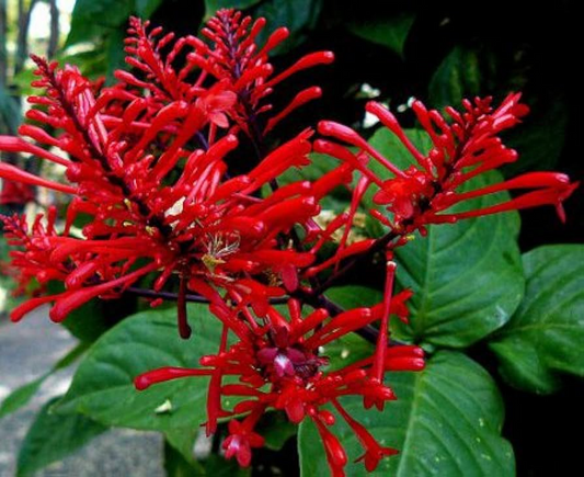 Odontonema Firespike (Pagoda Flower) | Odontonema strictum Live Plant | Vibrant Red Blooms | Butterfly & Hummingbird Magnet
