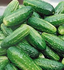 15 Seeds Bush Pickle Cucumber (Cucumis sativus) - Compact F1 Hybrid Variety for Gardens & Containers