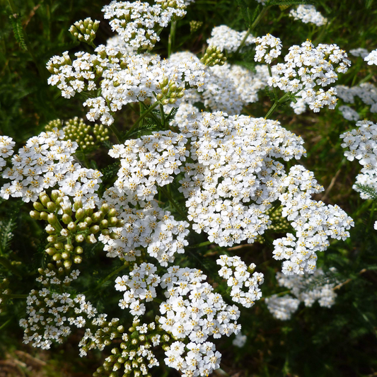 10.000 Seeds White Yarrow, Achillea Millefolium, Hardy Perennial Wildflower for Pollinator Gardens