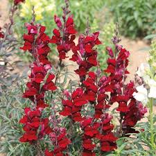 Black Prince Snapdragon Seeds (Antirrhinum majus) | 1000+ Seeds | Deep Burgundy Blooms for Gardens & Borders