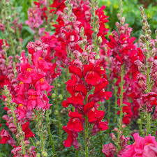 Antirrhinum majus Potomac Red Snapdragon Seeds – 1000+ Bold Red Blooms for Garden & Cut Flowers
