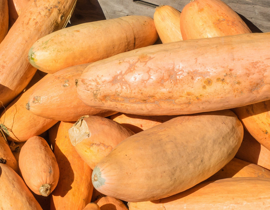 10 Seeds Jumbo Pink Banana Squash (Cucurbita maxima) – Heirloom Variety, Sweet & Versatile