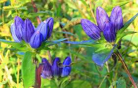 100 mg Seeds Gentiana andrewsii (Bottle Gentian) for Planting | Rare Native Wildflower for Shade Gardens & Pollinator Habitats