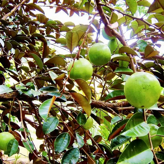 White Star Apple Starter Plant (Chrysophyllum cainito) - Live Caimito Fruit Tree 12″-24″ - Tropical, Sweet Fruit for Garden & Orchard
