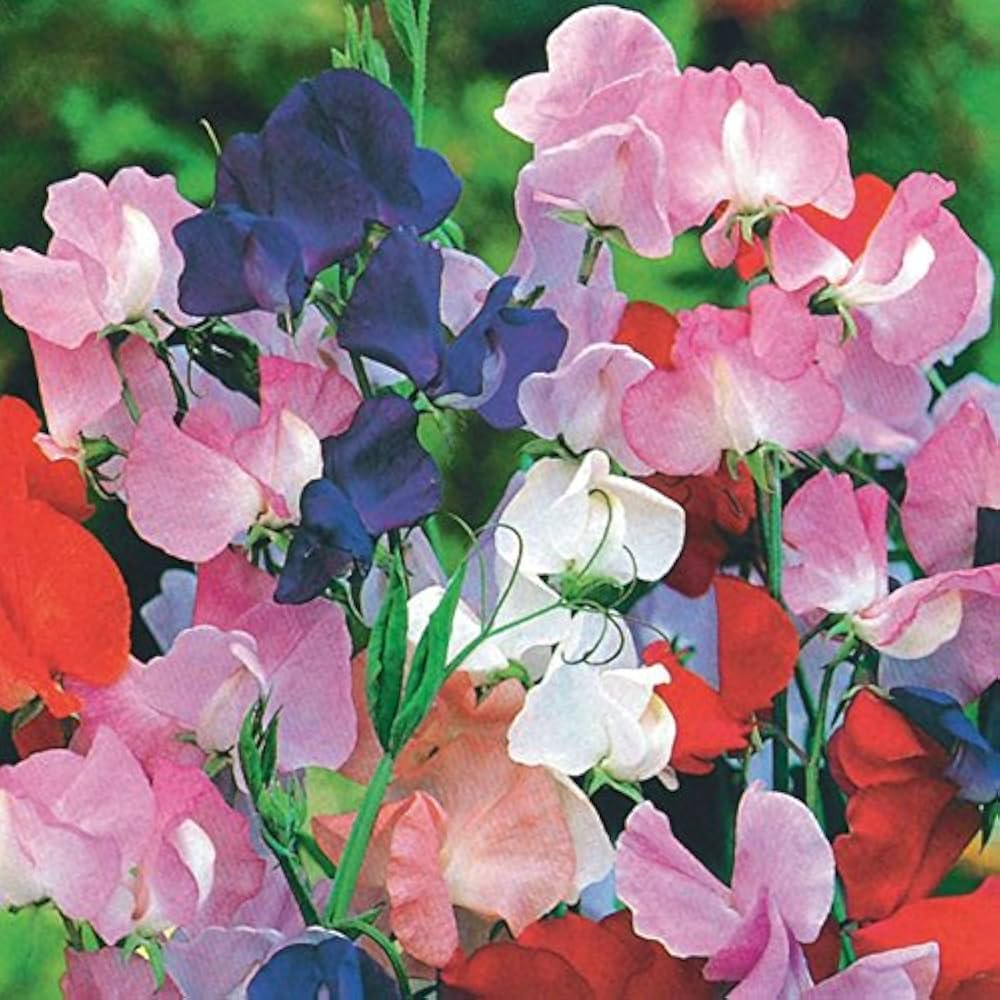 50+ Winter Romance Sweet Pea Seeds – Soft Blush Pink Fragrant Blooms for Garden Planting, Climbing Vines for Trellises – USA