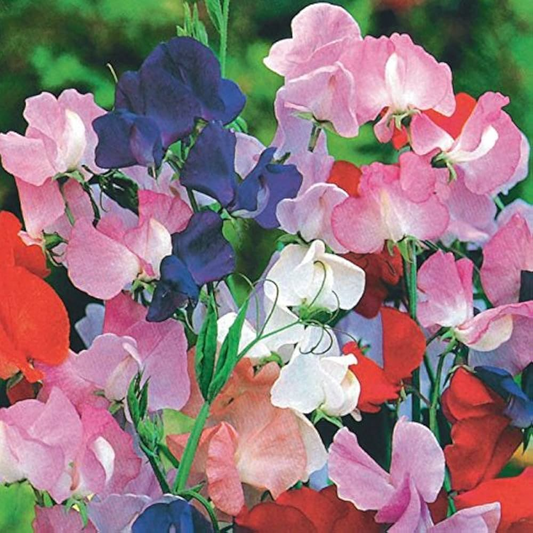50+ Winter Romance Sweet Pea Seeds – Soft Blush Pink Fragrant Blooms for Garden Planting, Climbing Vines for Trellises – USA