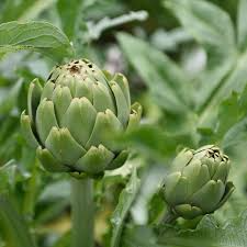 Artichoke Green Globe Seeds - 500mg Heirloom Variety (Cynara scolymus) - Easy to Grow, Edible Perennial Vegetable Plant Seeds