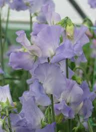 Alison Louise Sweet Pea Seeds – 50+ Pale Pink Blooms – Romantic Climbing Vine for Trellises, Bouquets, Cottage Gardens & Garden Arches – USA