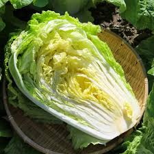 500mg Chinese Heading Cabbage Michihli Seeds Brassica rapa | Sweet, Crisp Napa Cabbage for Stir-Fries, Kimchi, & Soups