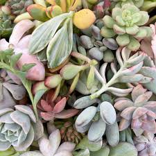 30pcs Assorted Succulent Unrooted Cuttings 3"-5" Tall - Colorful Variety, Mixed Succulents, Easy to Grow, for Propagation, Plant Starter