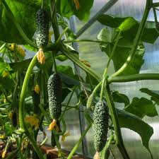 10 Seeds Cucumber Chinese Snake Curved | Cucumis sativus | Heirloom, Non-GMO & High-Yield Variety
