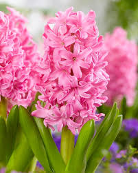 Hyacinth Pink Pearl Bulbs - 2 Fragrant Fuchsia-Purple Blooms, Award-Winning, Perfect for Gardens & Containers, USDA Zones 4-8