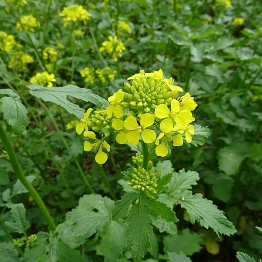1,000 Black Mustard Seeds - Heirloom Brassica nigra, Culinary & Medicinal Spice, Non-GMO