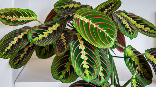 25+ Prayer Calathea Seeds - Exotic Tropical Houseplant - Stunning Foliage for Indoor & Shaded Gardens