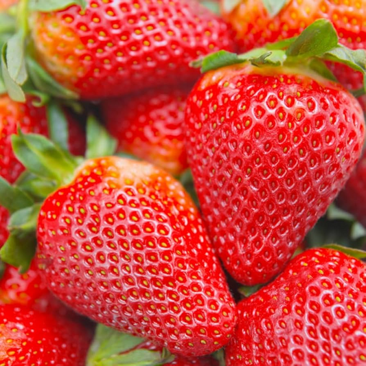 12 Bare Root Pack Seascape Everbearing Strawberry Plants | Sweet, Juicy Berries | Zones 4-9