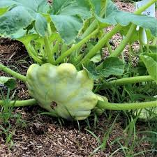 15 Seeds Bennings Green Tint Scallop Squash (Cucurbita pepo) – Heirloom Pattypan Squash with Tender Flavor